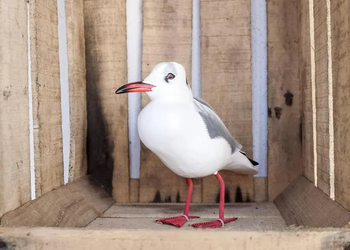Hotel La Jetee Saint-Martin-de-Ré